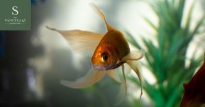 7-Ide-Desain-Kolam-Ikan-Mewah-Meningkatkan-Keasrian-Dalam-Rumah-The-Sanctuary-Sentul